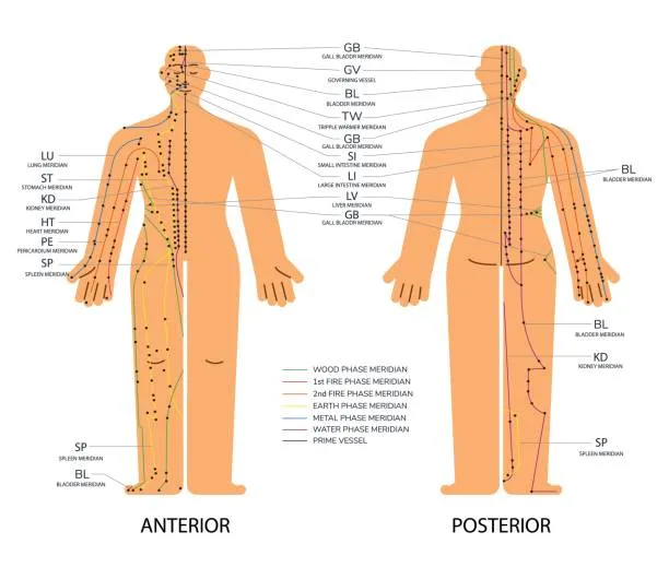 Front and back acupuncture meridian chart with labeled points and color-coded energy pathways across the body.